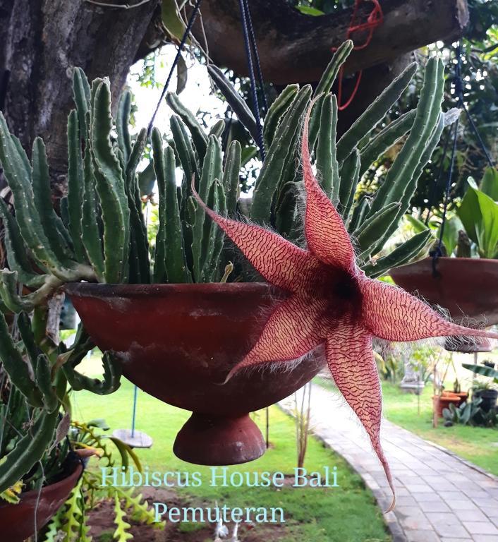 Hibiscus House Pemuteran Bali Hotel Exterior foto